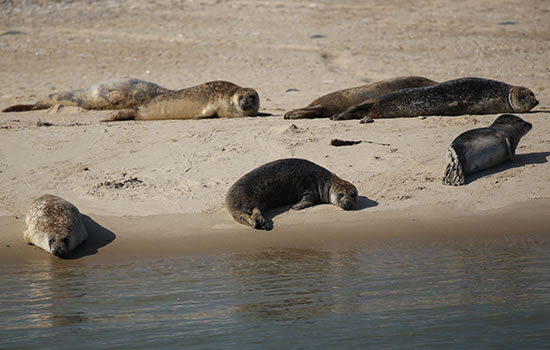 Seehunde auf der Sandbank vor Terschelling